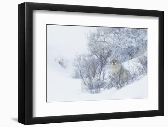 Coyote, winter hiding spot-Ken Archer-Framed Photographic Print