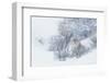 Coyote, winter hiding spot-Ken Archer-Framed Photographic Print