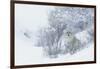 Coyote, winter hiding spot-Ken Archer-Framed Photographic Print