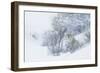 Coyote, winter hiding spot-Ken Archer-Framed Photographic Print