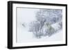 Coyote, winter hiding spot-Ken Archer-Framed Photographic Print