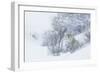 Coyote, winter hiding spot-Ken Archer-Framed Photographic Print