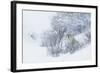 Coyote, winter hiding spot-Ken Archer-Framed Photographic Print