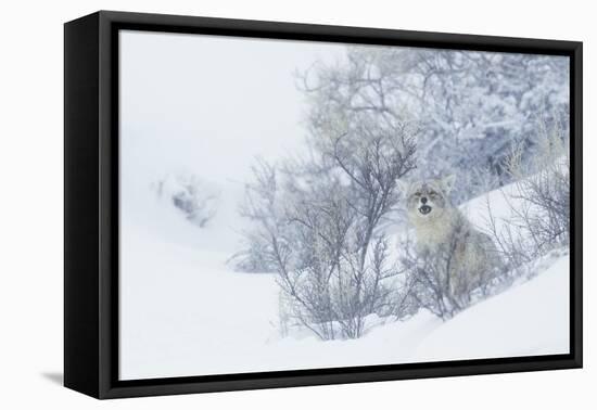 Coyote, winter hiding spot-Ken Archer-Framed Stretched Canvas