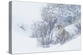 Coyote, winter hiding spot-Ken Archer-Stretched Canvas