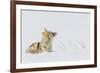 Coyote, winter rest-Ken Archer-Framed Photographic Print