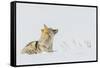 Coyote, winter rest-Ken Archer-Framed Stretched Canvas