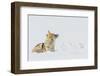 Coyote, winter rest-Ken Archer-Framed Photographic Print