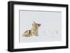 Coyote, winter rest-Ken Archer-Framed Photographic Print