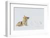 Coyote, winter rest-Ken Archer-Framed Photographic Print