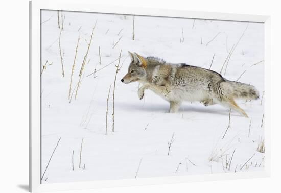 Coyote, Winter Stalking-Ken Archer-Framed Photographic Print