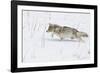 Coyote, Winter Stalking-Ken Archer-Framed Photographic Print