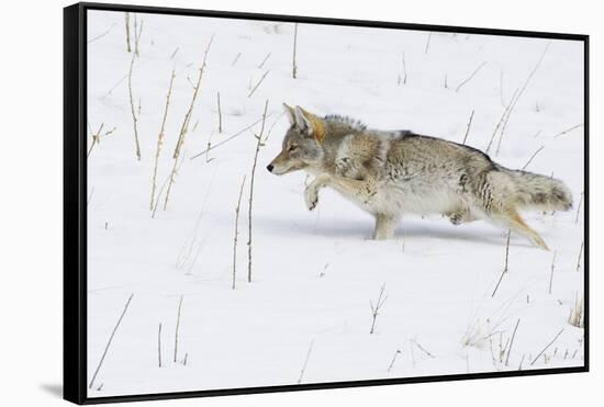 Coyote, Winter Stalking-Ken Archer-Framed Stretched Canvas