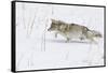 Coyote, Winter Stalking-Ken Archer-Framed Stretched Canvas