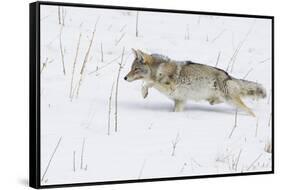 Coyote, Winter Stalking-Ken Archer-Framed Stretched Canvas
