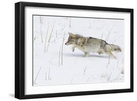 Coyote, Winter Stalking-Ken Archer-Framed Photographic Print