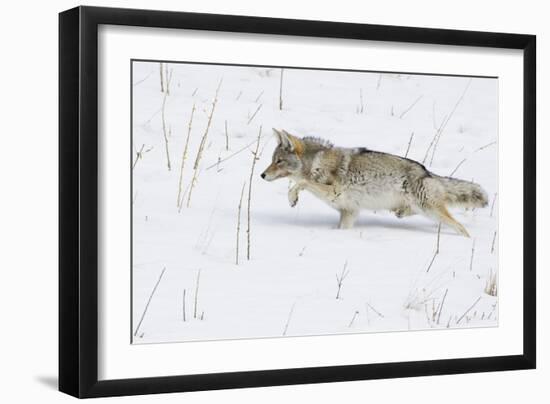 Coyote, Winter Stalking-Ken Archer-Framed Photographic Print