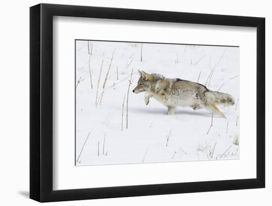 Coyote, Winter Stalking-Ken Archer-Framed Premium Photographic Print