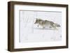 Coyote, Winter Stalking-Ken Archer-Framed Photographic Print