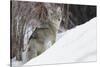 Coyote, Winter Survival-Ken Archer-Stretched Canvas