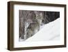 Coyote, Winter Survival-Ken Archer-Framed Photographic Print