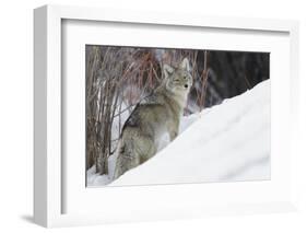 Coyote, Winter Survival-Ken Archer-Framed Photographic Print