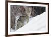 Coyote, Winter Survival-Ken Archer-Framed Premium Photographic Print