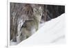 Coyote, Winter Survival-Ken Archer-Framed Photographic Print