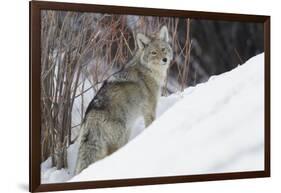 Coyote, Winter Survival-Ken Archer-Framed Photographic Print