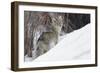 Coyote, Winter Survival-Ken Archer-Framed Photographic Print