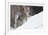 Coyote, Winter Survival-Ken Archer-Framed Photographic Print