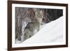 Coyote, Winter Survival-Ken Archer-Framed Photographic Print