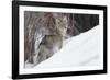 Coyote, Winter Survival-Ken Archer-Framed Photographic Print