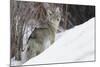 Coyote, Winter Survival-Ken Archer-Mounted Photographic Print