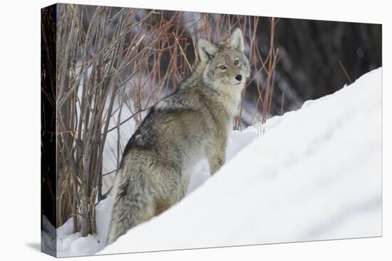 Coyote, Winter Survival-Ken Archer-Stretched Canvas