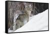 Coyote, Winter Survival-Ken Archer-Framed Stretched Canvas