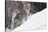 Coyote, Winter Survival-Ken Archer-Stretched Canvas