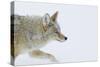 Coyote, Winter Travel-Ken Archer-Stretched Canvas