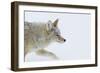 Coyote, Winter Travel-Ken Archer-Framed Photographic Print