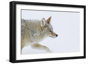 Coyote, Winter Travel-Ken Archer-Framed Photographic Print