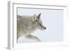 Coyote, Winter Travel-Ken Archer-Framed Photographic Print