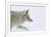 Coyote, Winter Travel-Ken Archer-Framed Photographic Print