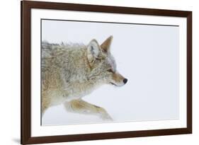 Coyote, Winter Travel-Ken Archer-Framed Photographic Print