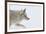 Coyote, Winter Travel-Ken Archer-Framed Photographic Print