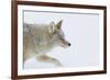 Coyote, Winter Travel-Ken Archer-Framed Photographic Print