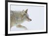 Coyote, Winter Travel-Ken Archer-Framed Photographic Print