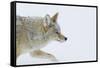 Coyote, Winter Travel-Ken Archer-Framed Stretched Canvas