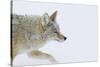 Coyote, Winter Travel-Ken Archer-Stretched Canvas