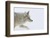 Coyote, Winter Travel-Ken Archer-Framed Photographic Print