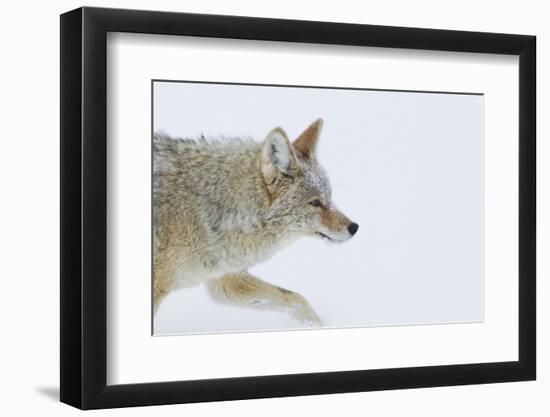 Coyote, Winter Travel-Ken Archer-Framed Photographic Print